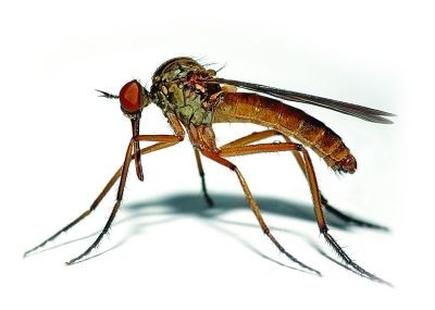 该科生物通常被称为蚊或蚊子,是一种具有刺吸式口器的纤小飞虫.